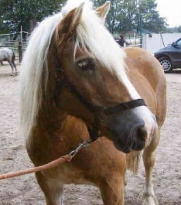 haflinger-0003.jpg