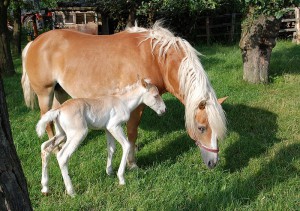 800px-haflinger_mare_and_colt.jpg